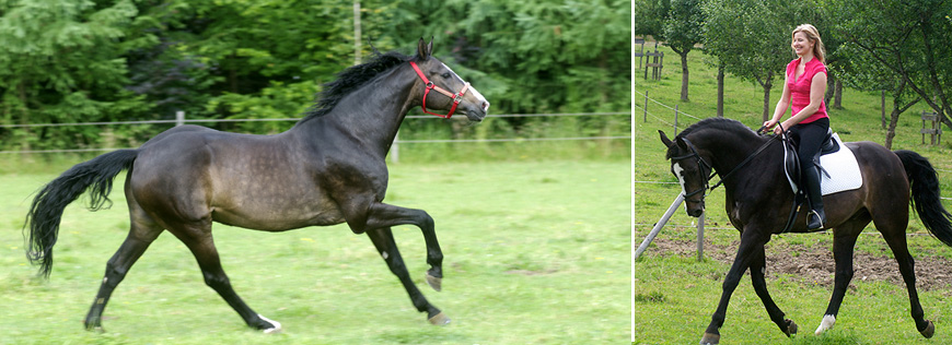 Ein perfektes Paar: Pferd und Reiter